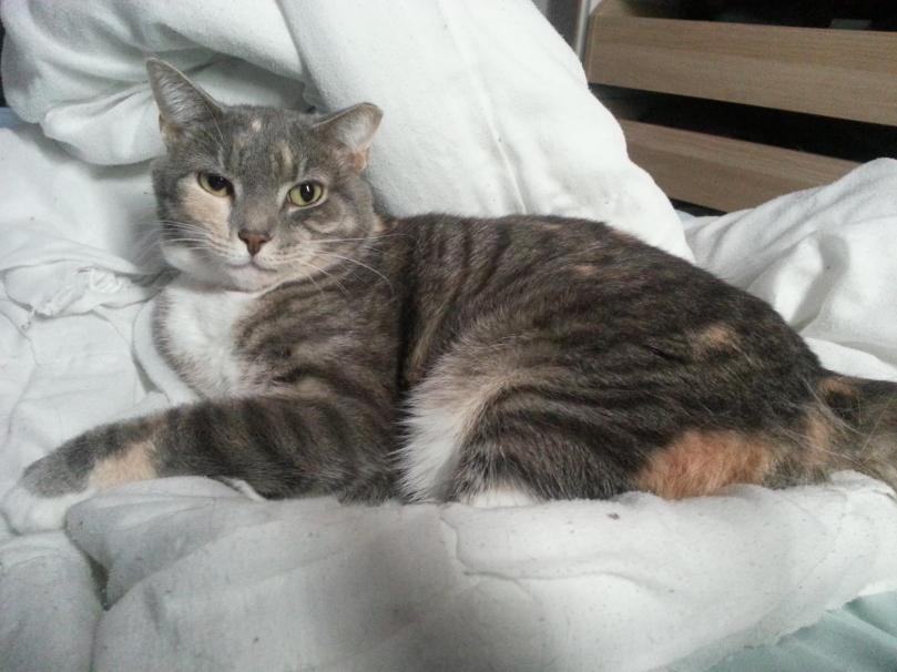 11239660_10101283758564355_436825183353941316_o