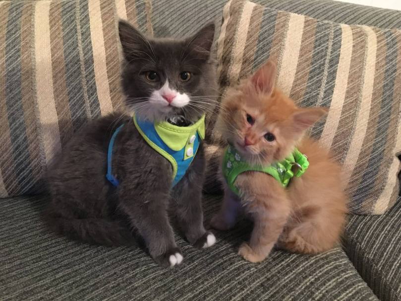 15016206_10101671901971855_2606158247894027526_o