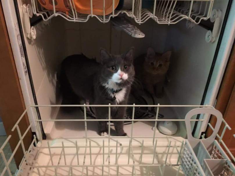 16996480_10103422071268697_5970434474879170059_n